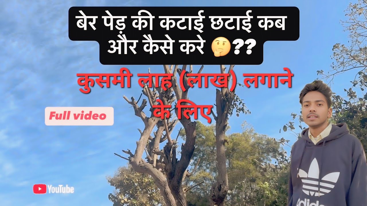 बेर पेड़ की कटाई छटाई  कब और कैसे करे ??||   कुसमी लाह की खेती की तैयारी  || kushmi lac||