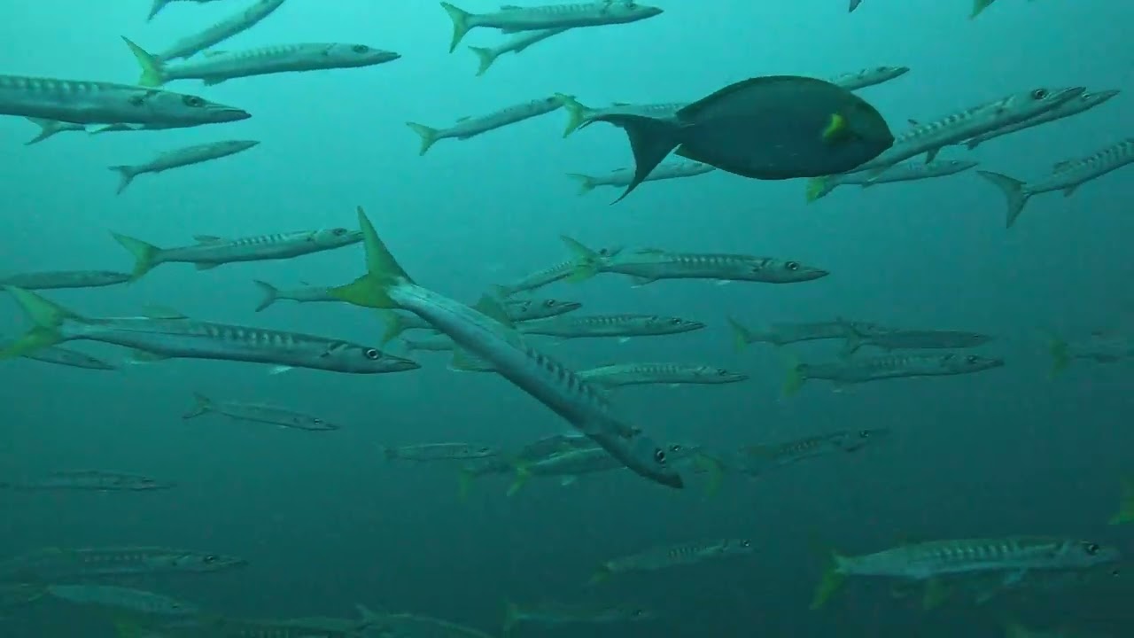 Barracuda Radama avec scuba nosy be