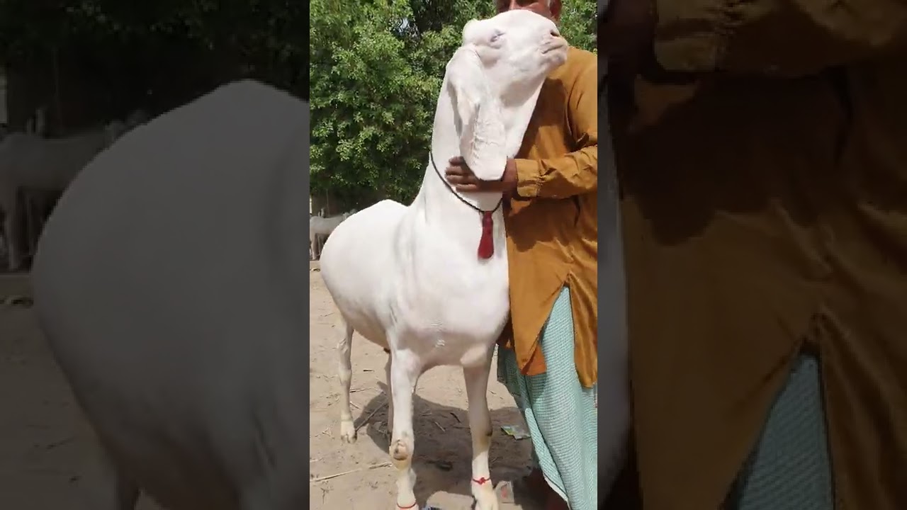 #Pakistan's #biggest #goat