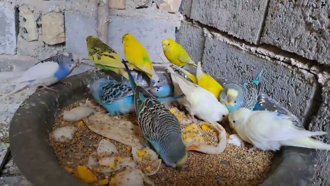 الفرق بين إنتاج طيور الزيبرا وطيور الباجي