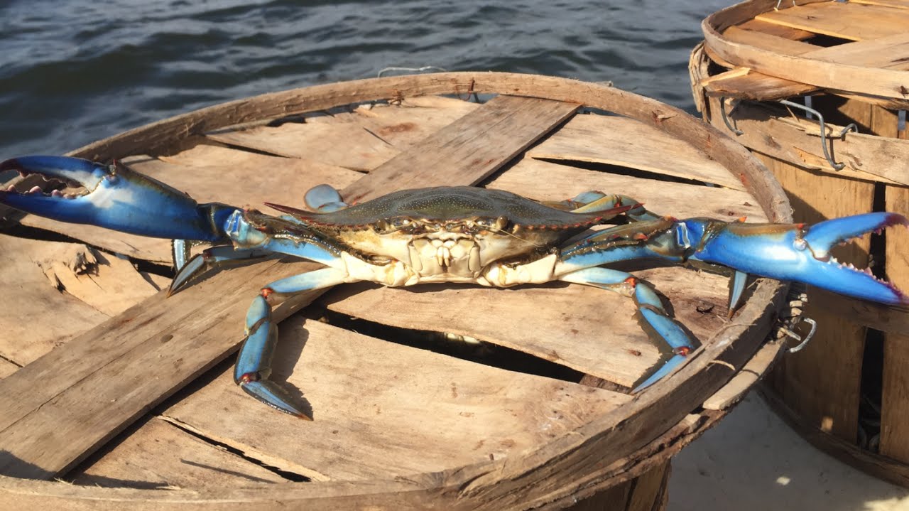 Maryland crabbing  , monsters on the trot line 2015