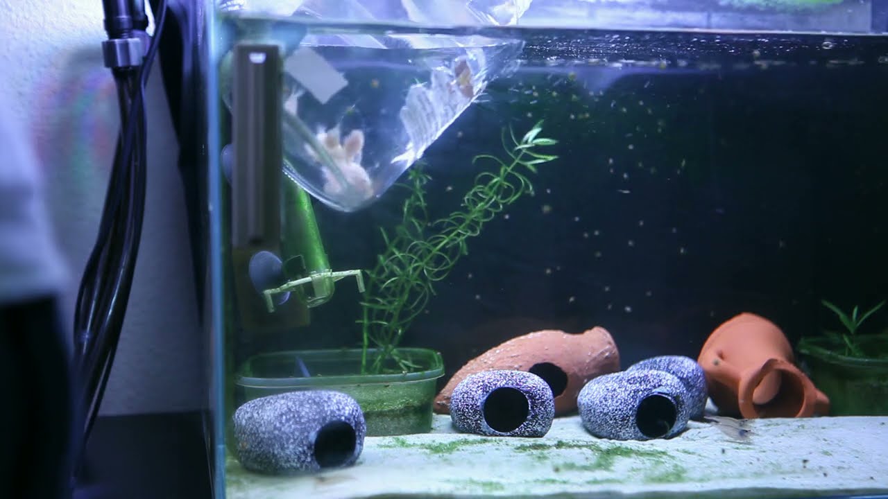 Mejorando la raza del Guppy. (Etapa Acu 320L  Parte 1)