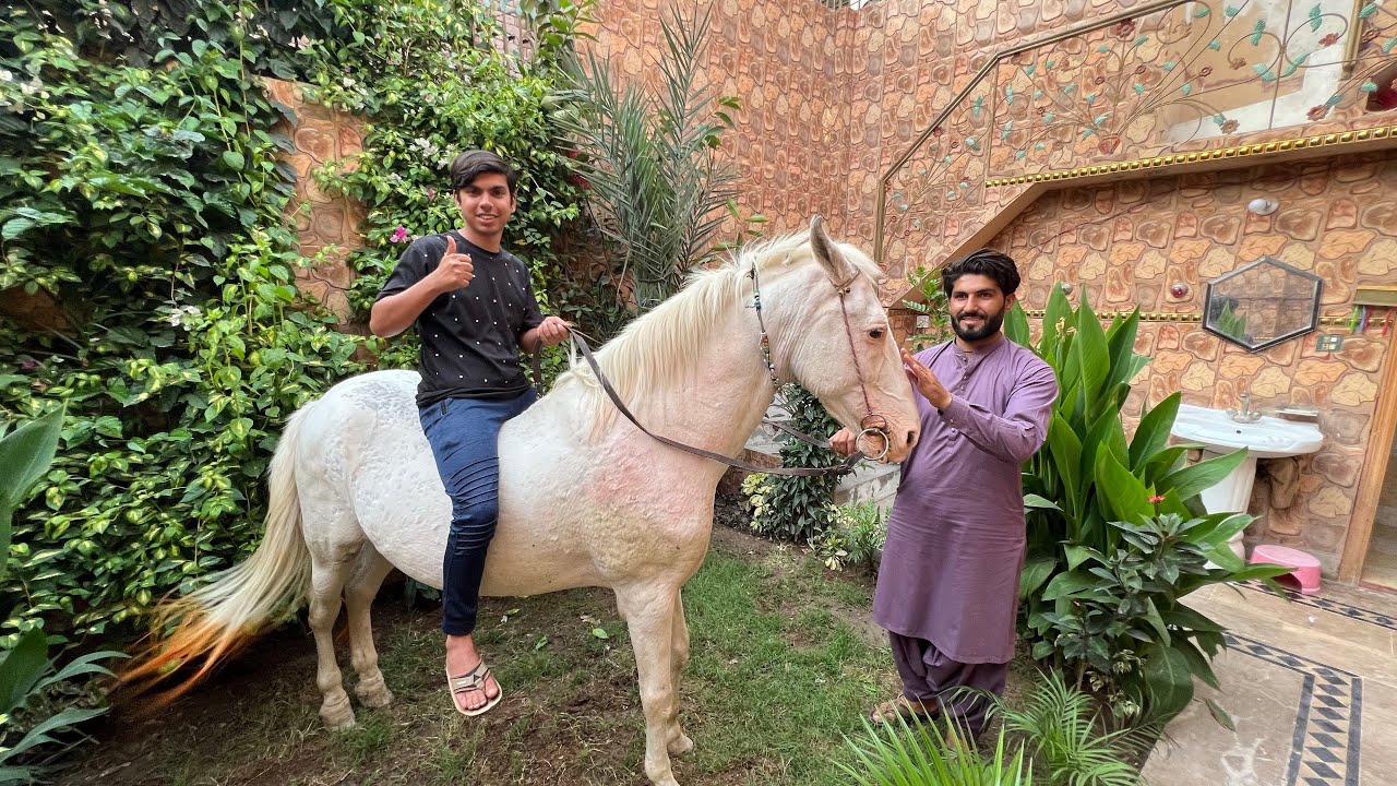 Mini Zoo Me Horse La Aiy Hum 😍Surprise