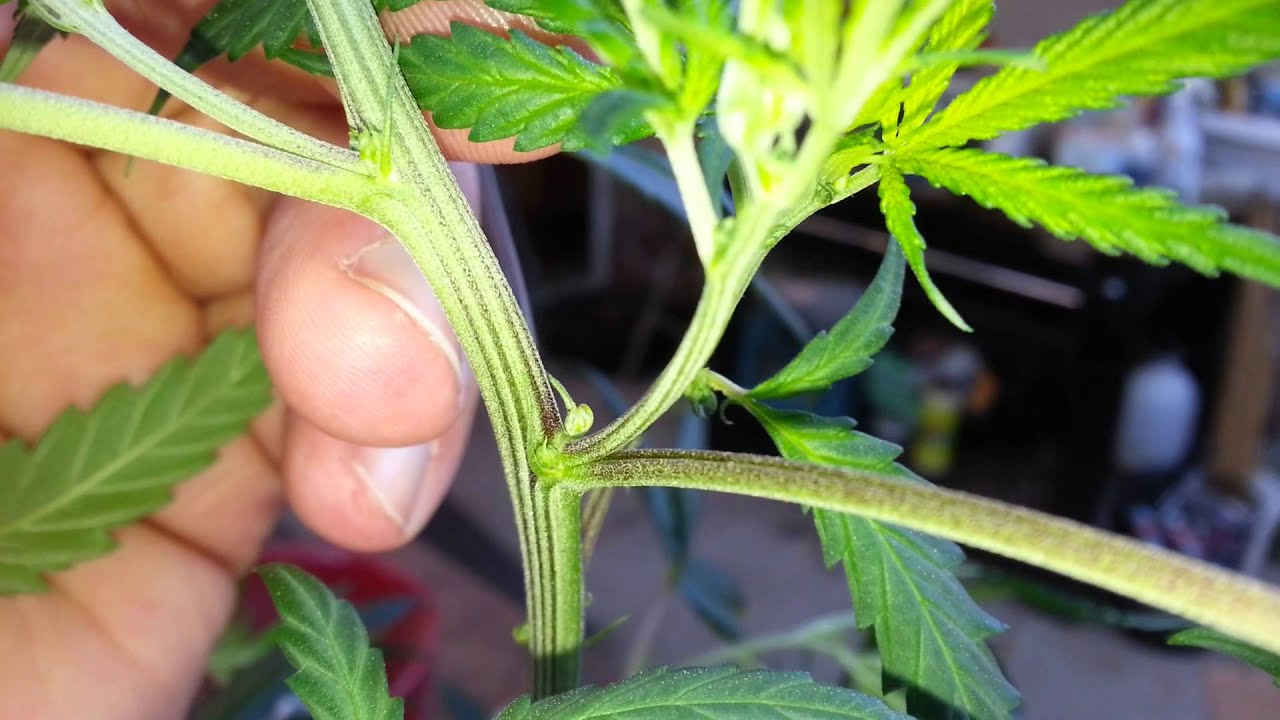 How to tell if your weed plant is a male