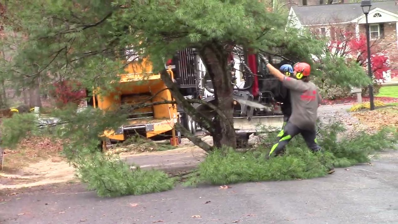 11/10/25 tree work, Part 3