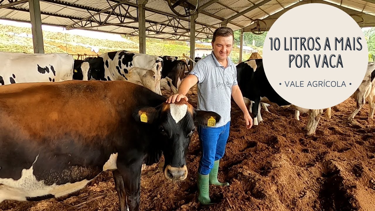 Confinamento garante 10 litros de leite a mais por vaca por dia!