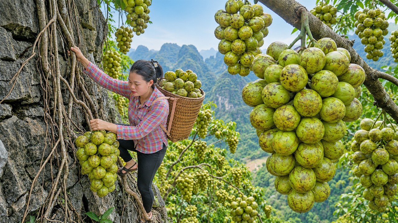 Harvesting Huge Quantities of Wild Fruits from the Hills&hellip; A Peaceful Life in the Mountains