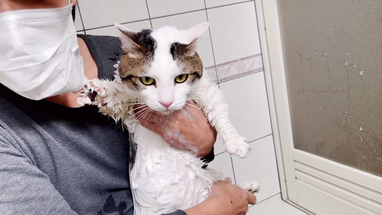 お風呂でお父さんを道連れする猫の斬新な方法とは