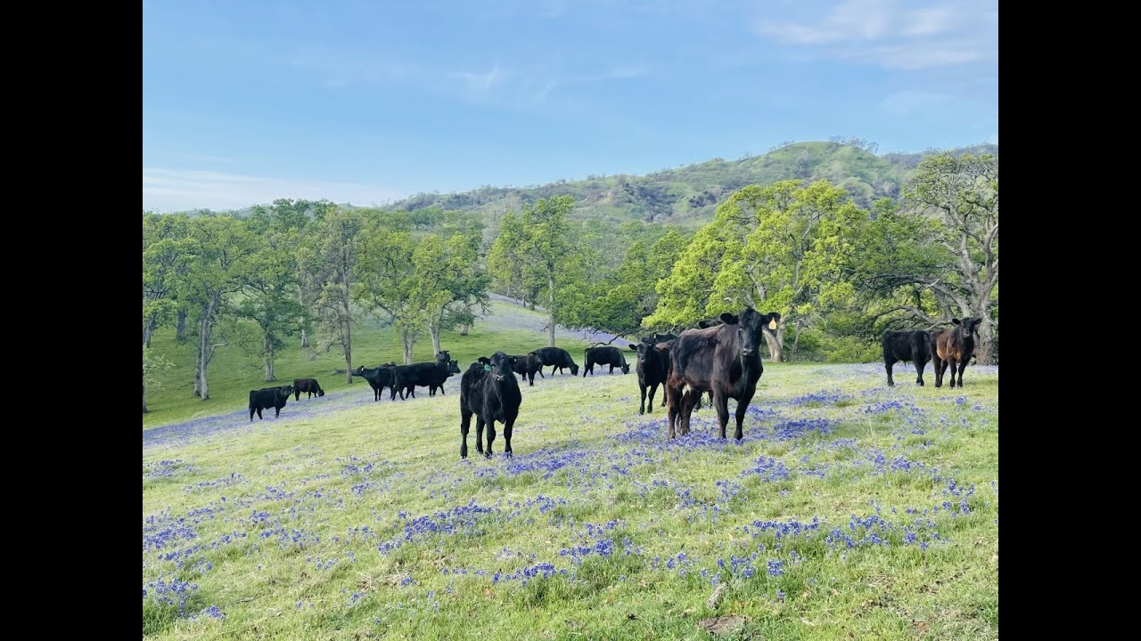 YAS Sept 2021 Program: Audubon Conservation Ranching