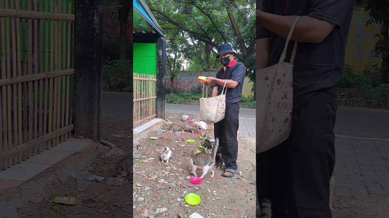 Kasian kucing liar tak bertuan ini pada butuh makan