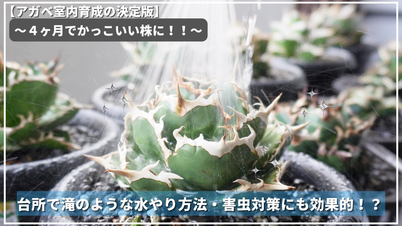 【アガベ室内育成ルーティン】害虫バイバイ/水やりで虫を防ぐ！？4ヶ月でカッコよくなるアガベ育成ルーティン