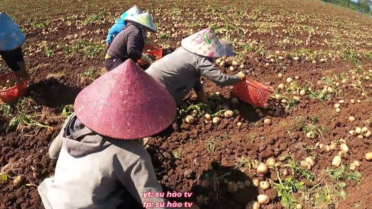 Khoai Tây Năm Nay Được Mùa Được Gía Bà Con Nông Dân Lâm Đồng Có Thêm Hy Vọng phần 1| SU HÀO TV