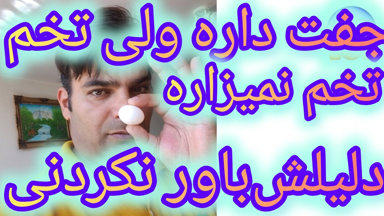 کبوتر ماده چرا‌تخم نمی‌کنه با این که جفت داره