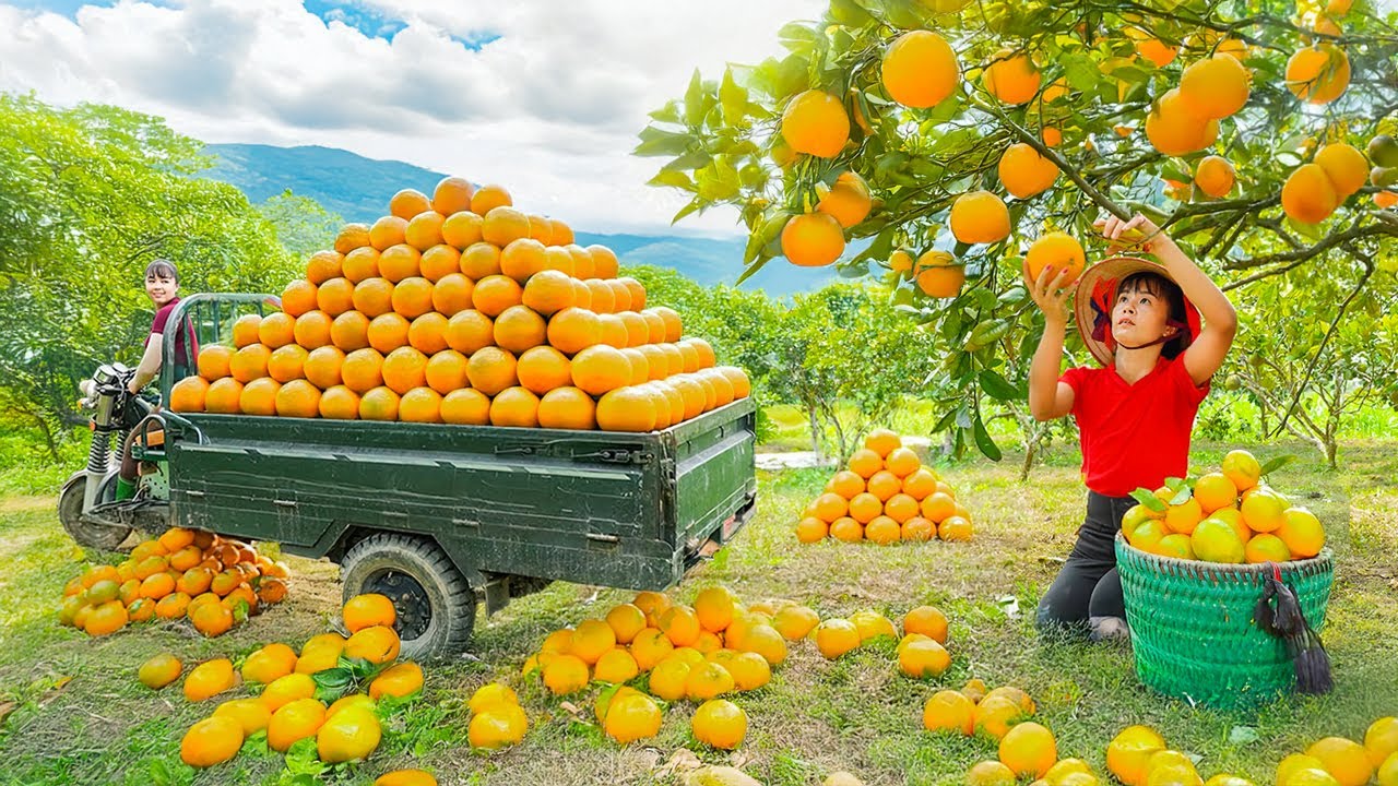 TIMELAPSE -- Harvesting 1000 + Kg Giant Oranges from Villager Go to Market Sell | Phương Countryside