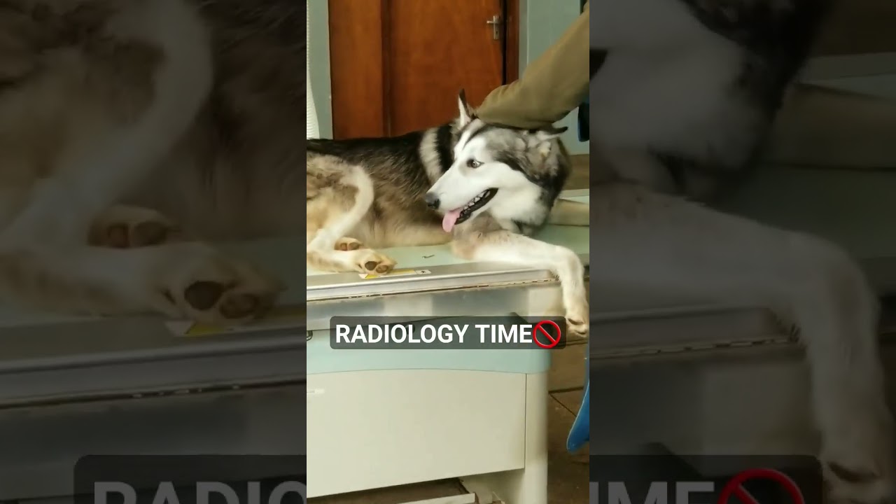 Radiology of a dog| preparation #animals #veterinarian #radiology #vethospital #pets