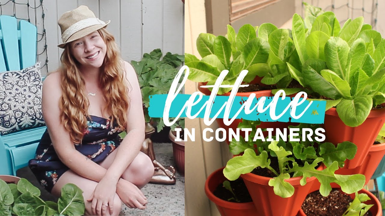 Growing in a Stackable Planter | Lettuce in Containers | Vertical Gardening in Small Spaces