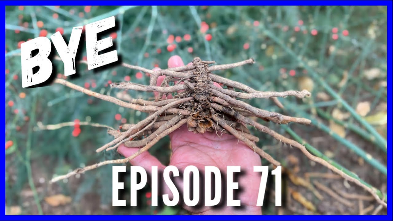 Goodbye Purple Passion Asparagus (Ep. 71)