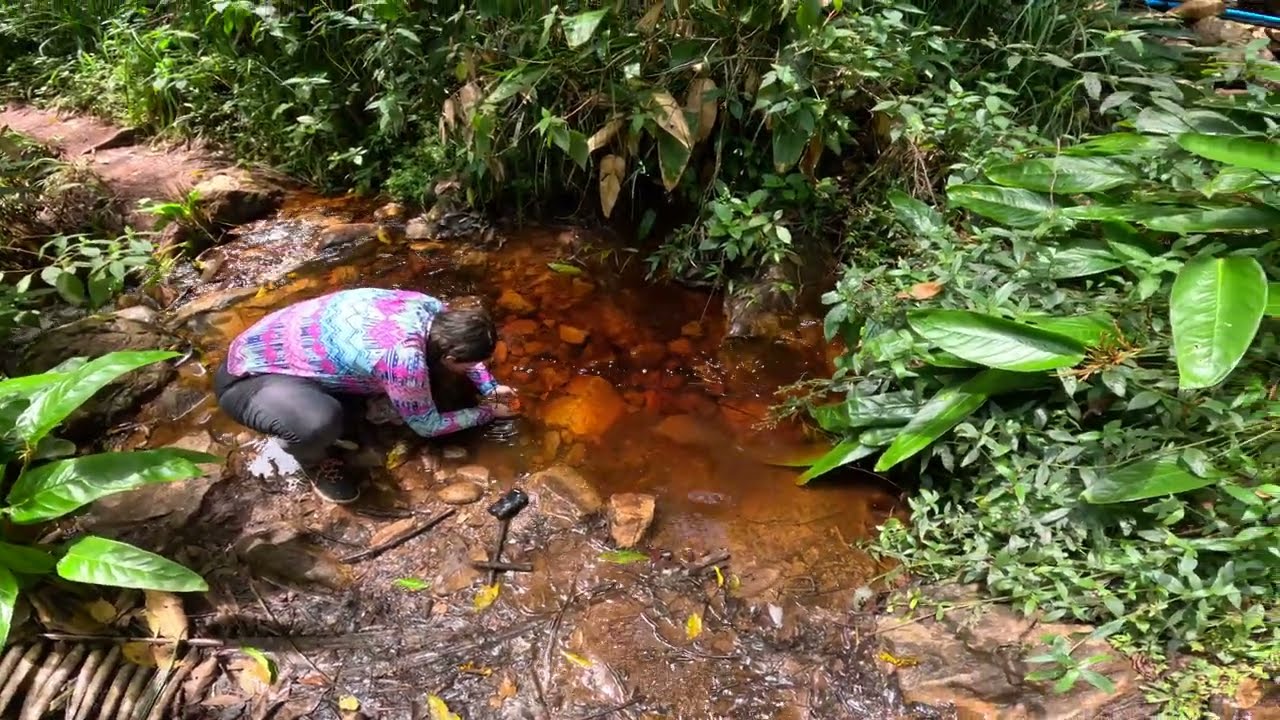 Mystery catfish in the Brazilian highlands