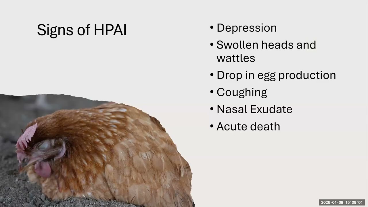 Bird flu vaccinations - Are they a possibility for the USA?