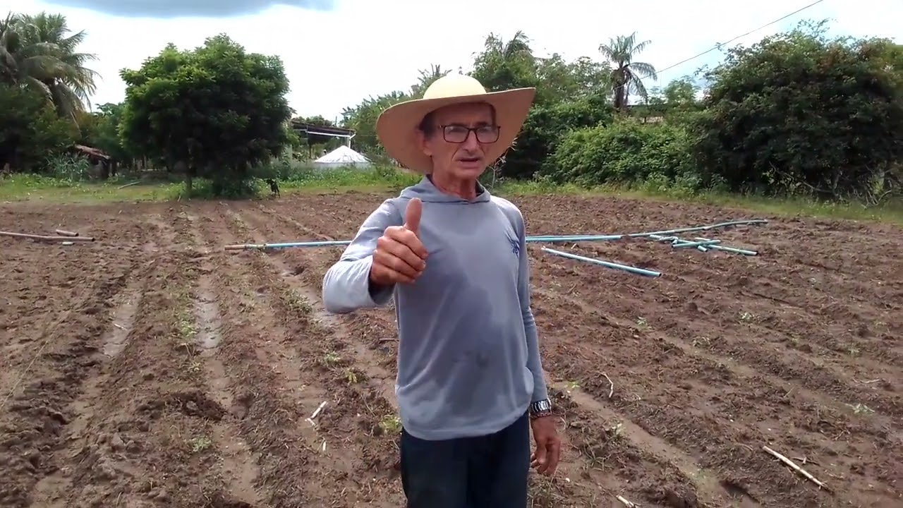 Como plantar tomate