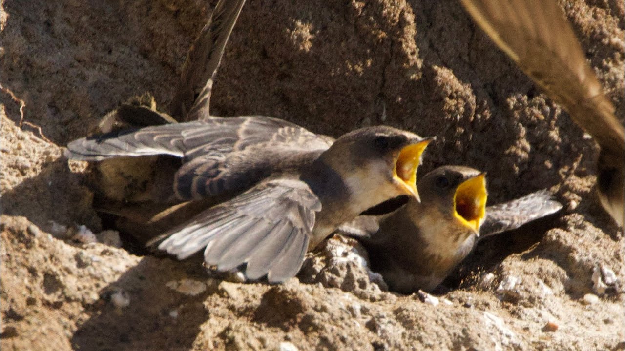 Sand Martin / bank swallows
