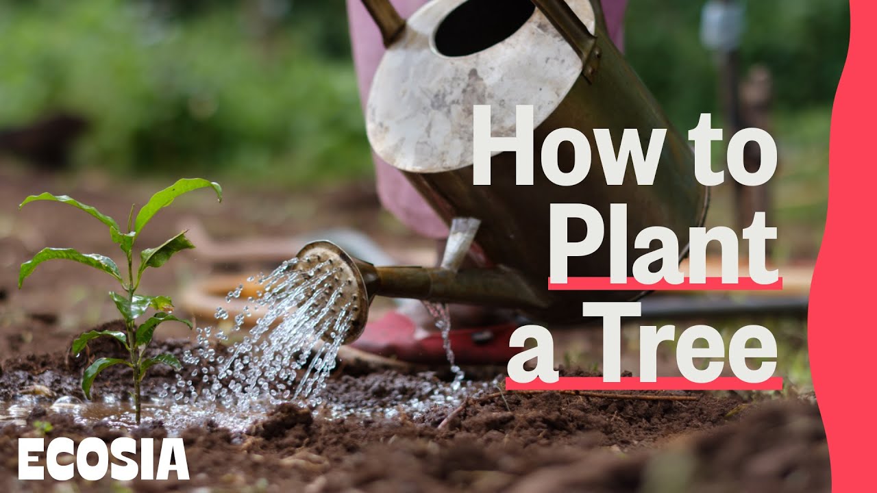 How to Plant a Tree