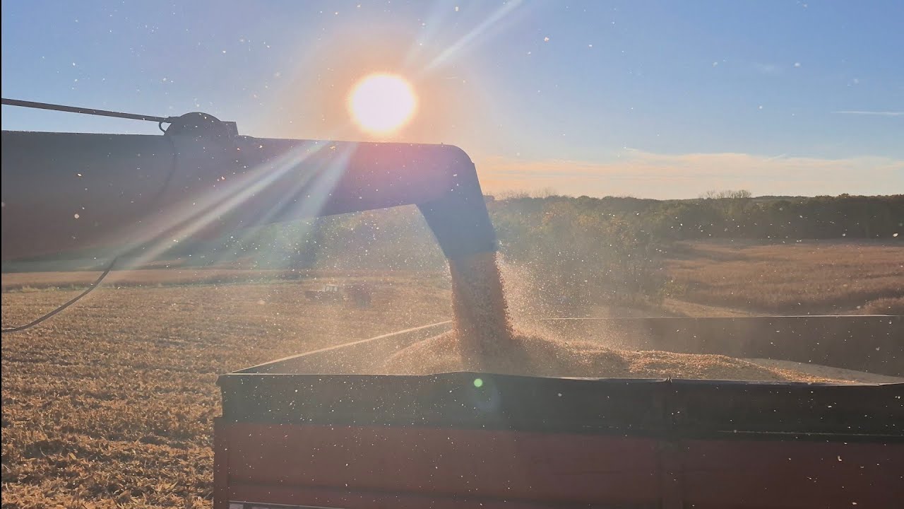 Сбор кукурузы по индивидуальному заказу в 2025 году