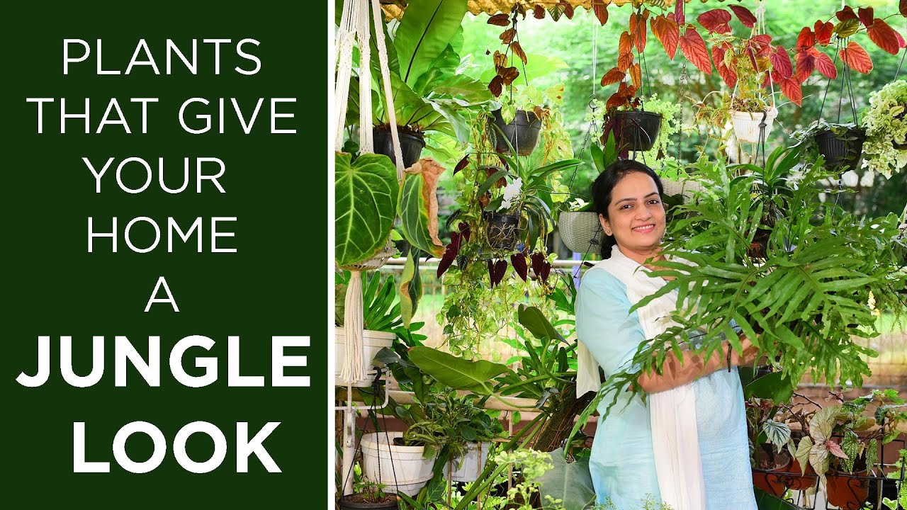Растения, которые придадут вашему дому вид джунглей | Лиственные растения | Комнатные джунгли | Джунгли в моём пространстве