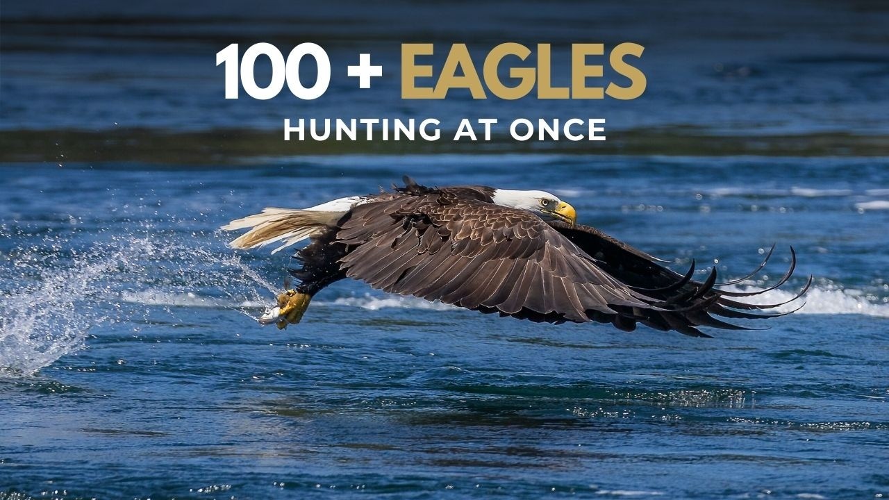 When 100's of Bald Eagles Hunt at once - a Natural Wildlife spectacle.