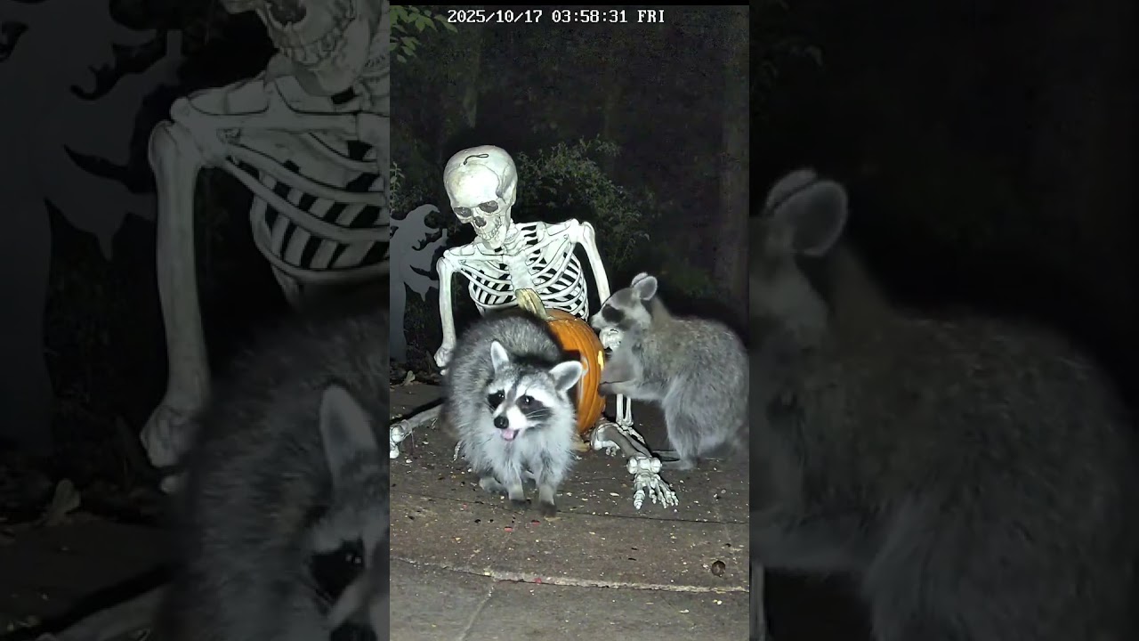 Raccoon digging in pumpkin for treats. 