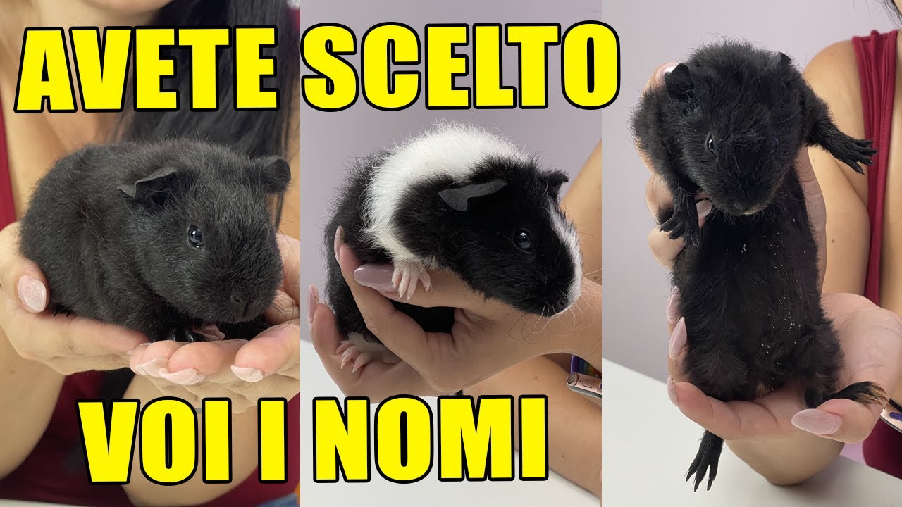ECCO A VOI I NOMI DEI CUCCIOLI PORCELLINI D'INDIA! SIAMO TORNATI!