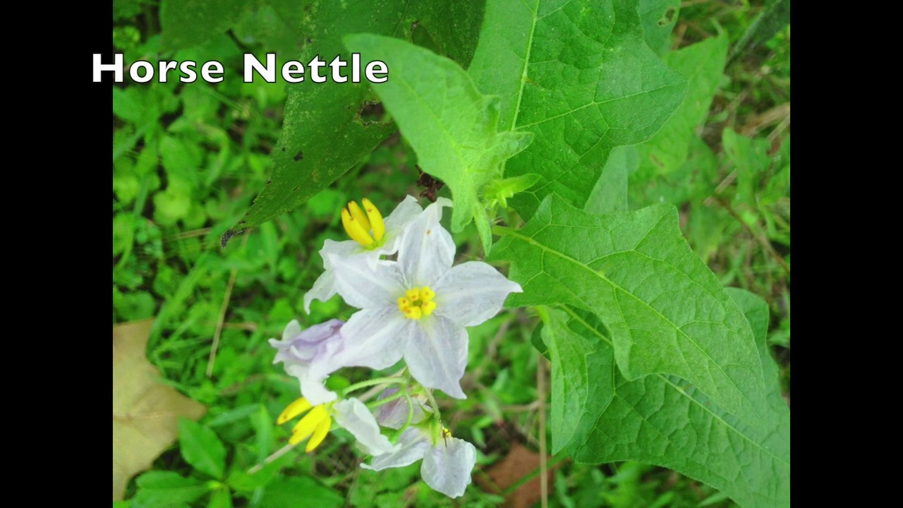 East KY Wildflower Photos & the song 