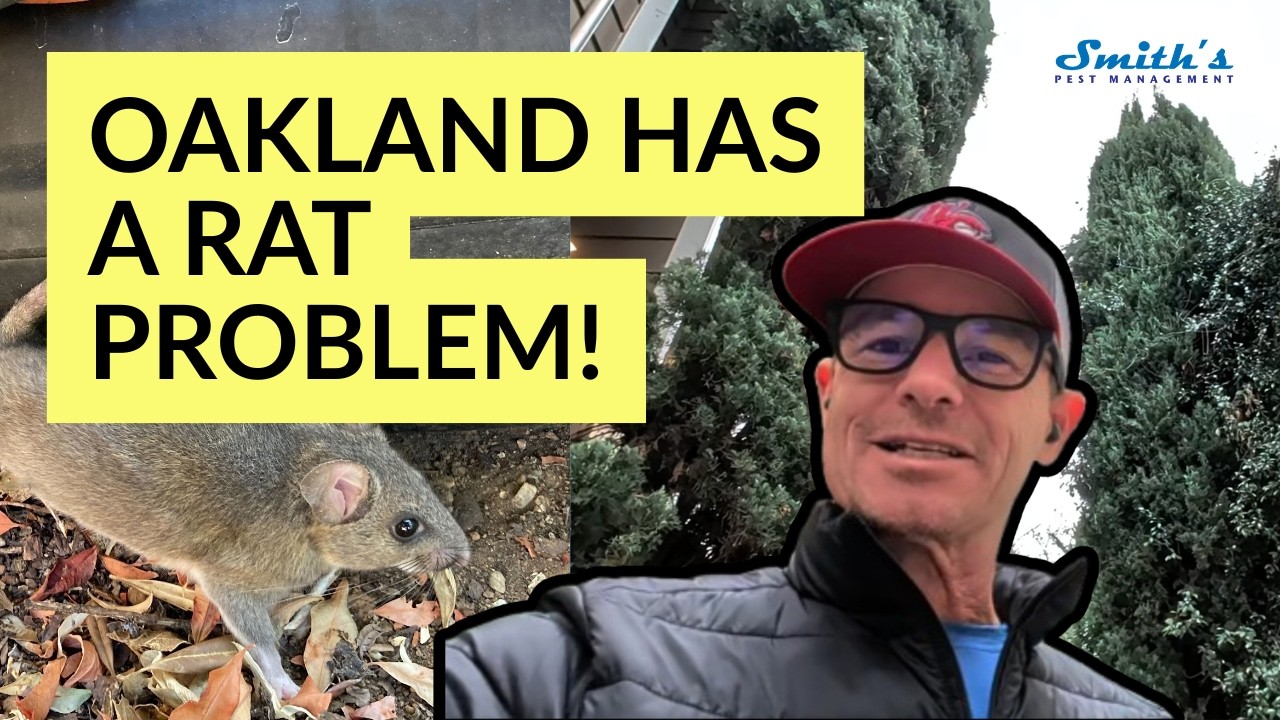 Rats in Oakland? This ONE Thing Is Giving Them 24/7 Access to Your Home