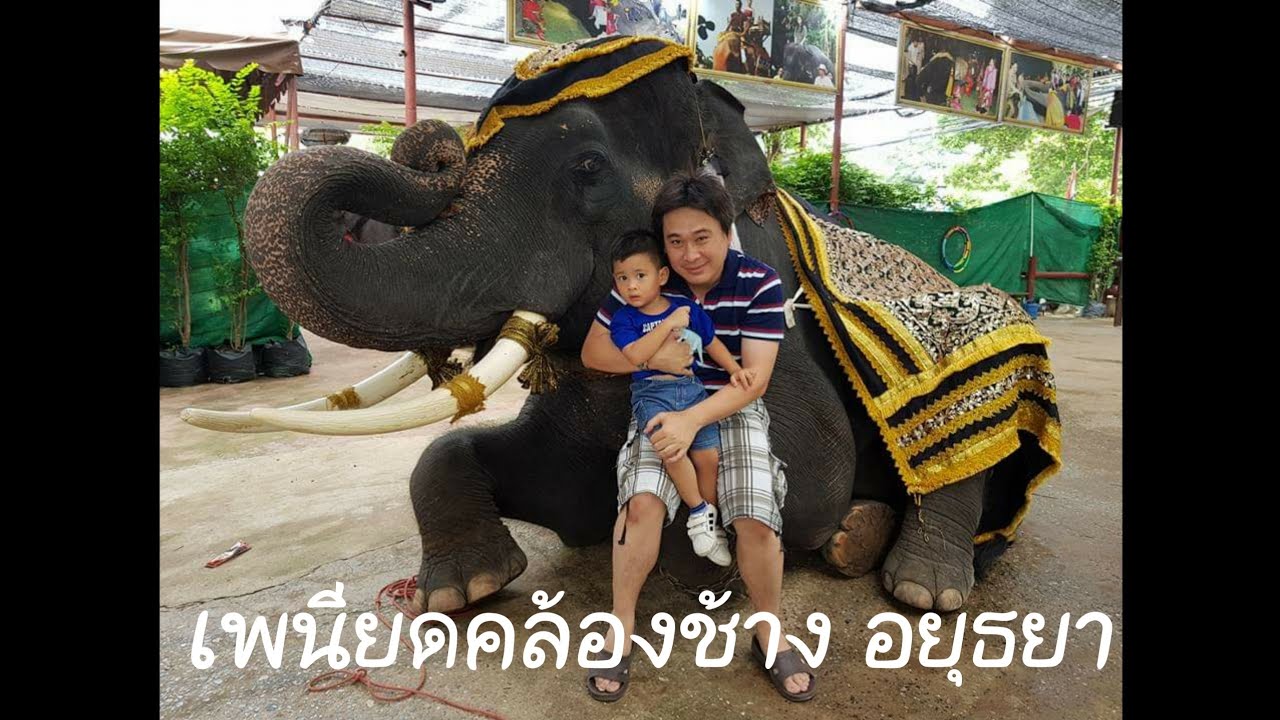 น้องรักชาติ | โชว์ช้างที่เพนียดคล้องช้าง อยุธยา | Elephant Show Ayutthaya