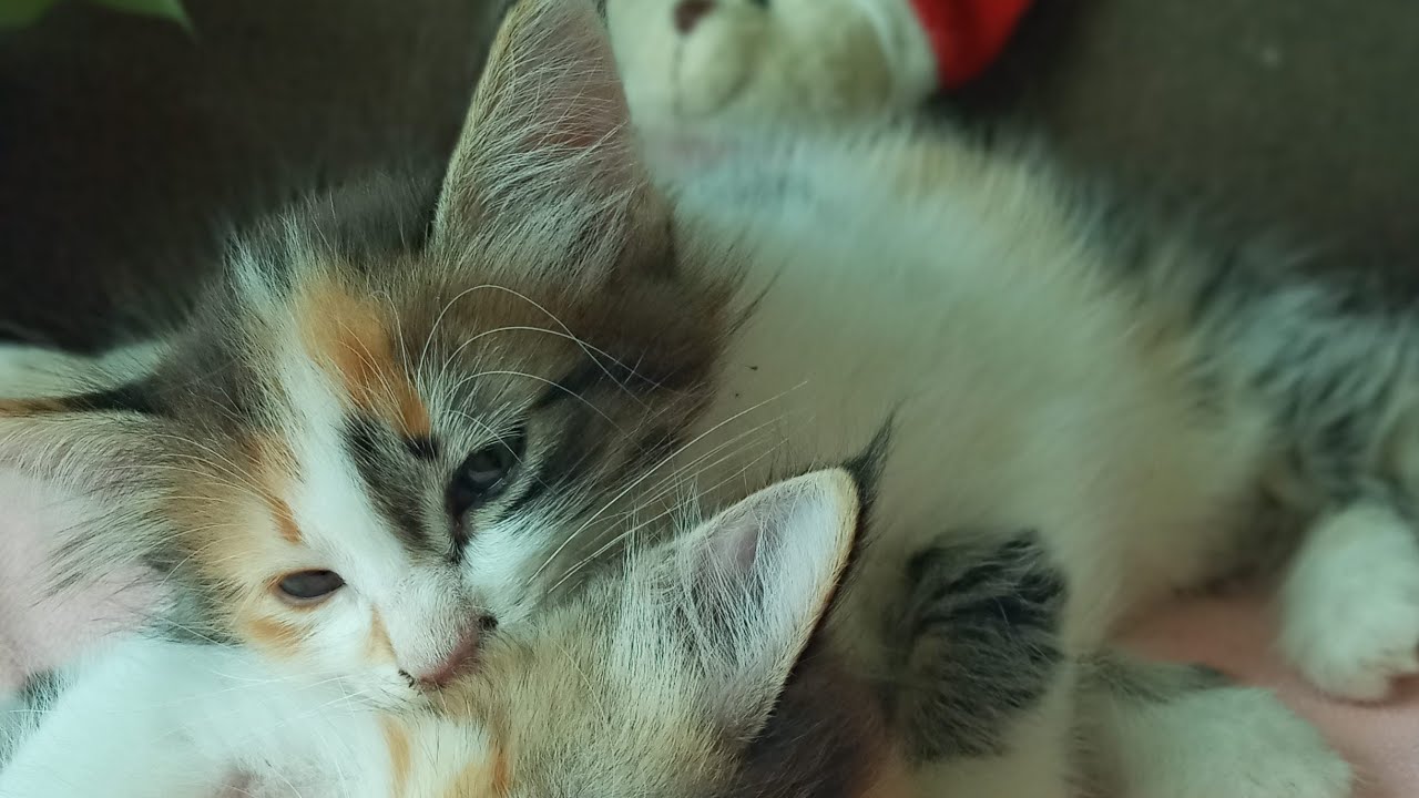 Time Machine Cats !!!! Longest Daily Cat's Story