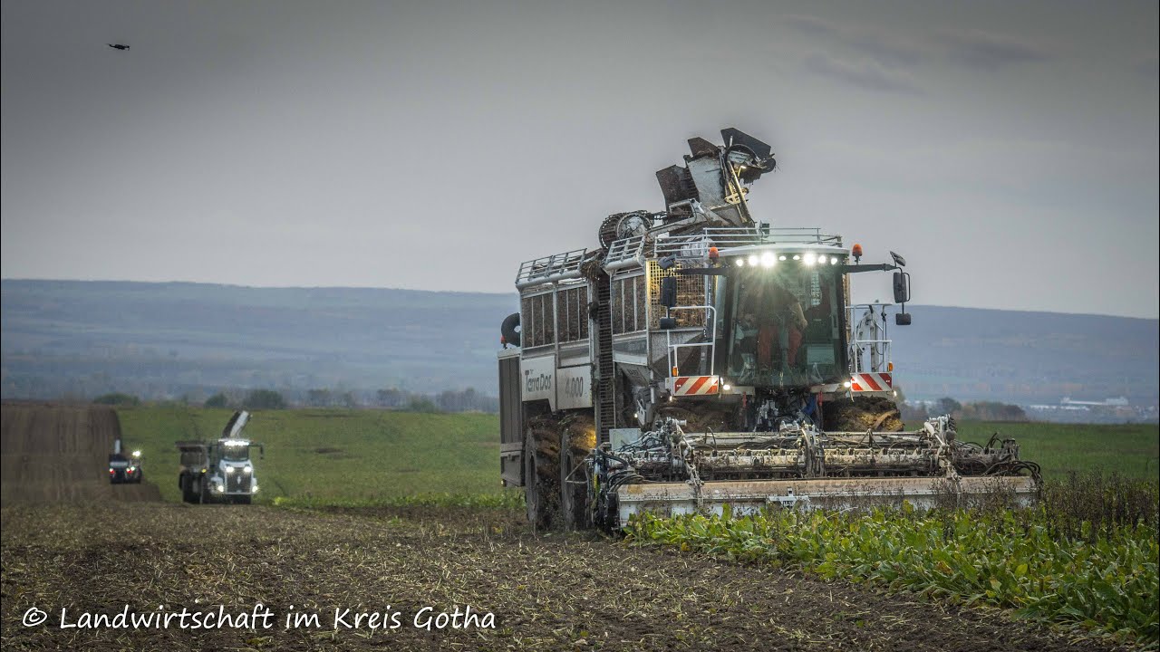 BAUER Agrarservice|Rübenernte 2020|WHITE Holmer TerraDos T4-40|WHITE Holmer Terra Variant 585 + 600