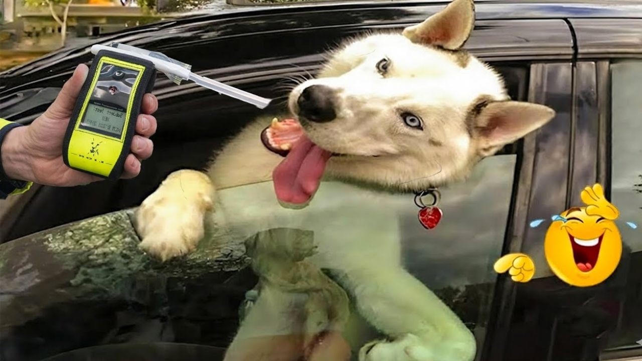 Funniest Dog Moments Caught on Camera — You’ll Be Crying Laughing! 😂🐾