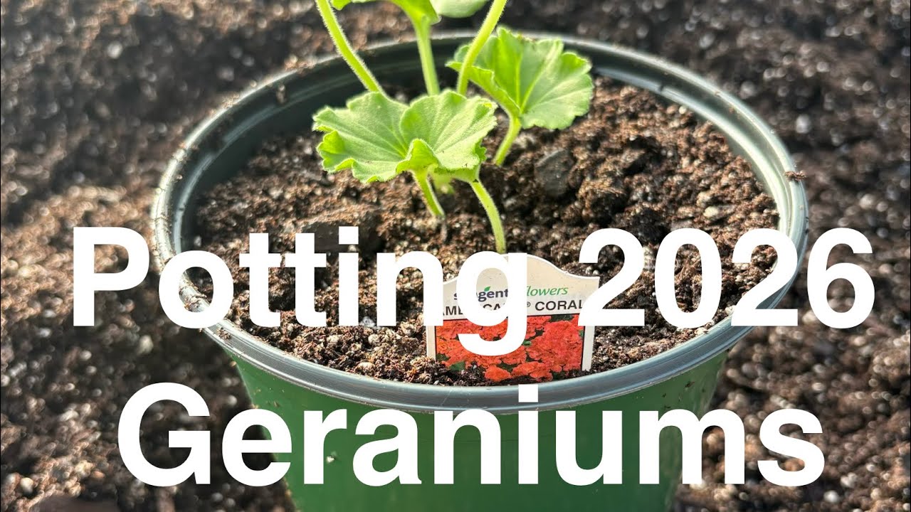 Potting Geraniums From Plugs