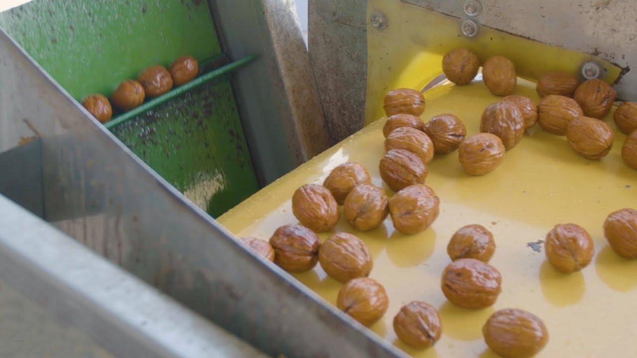 Yeşil Ceviz Soyma, Boylama ve Paketleme Hattı - AKY Technology