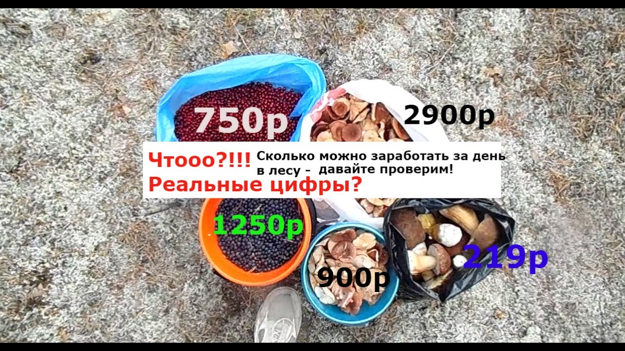 Сколько можно заработать на грибах и ягодах!!!