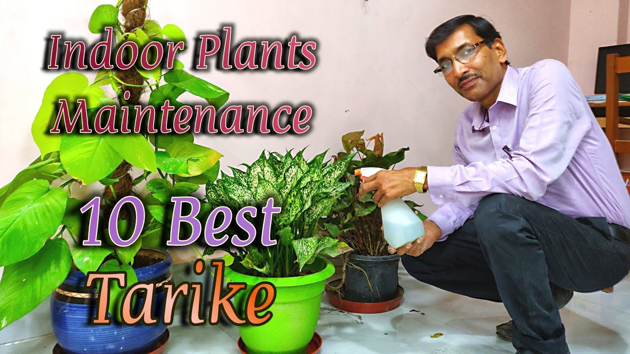 इंडोर प्लांट्स ग्रो करने के १० जरूरी टिप्स जानिए  // 10 Important tips for  indoor Plants.