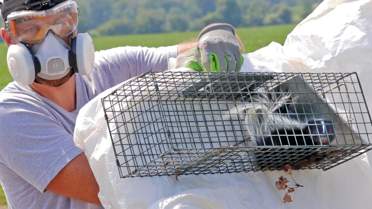so... we caught a SKUNK. Now what?