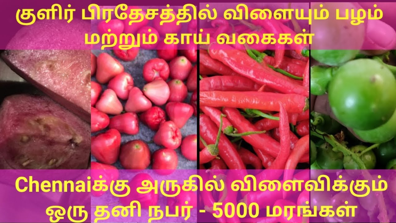Mini Forest Garden | Chennaiக்கு அருகில் தனி நபர் உருவாக்கிய குறுங்காடு | 3 ஏக்கரில் 5000 மரங்கள்
