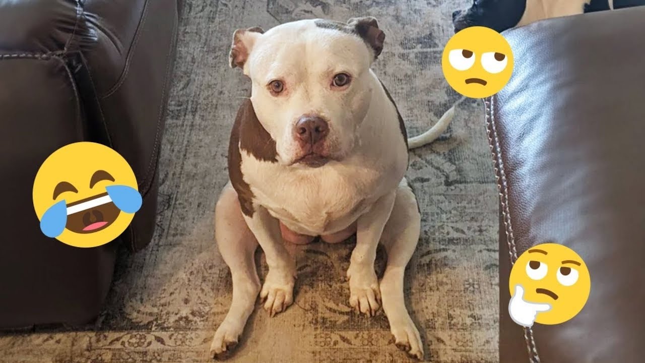New FUNNY DOGS That Will Make You Laugh To Tears 😂🐕 Best Funny Dog Compilation 2026