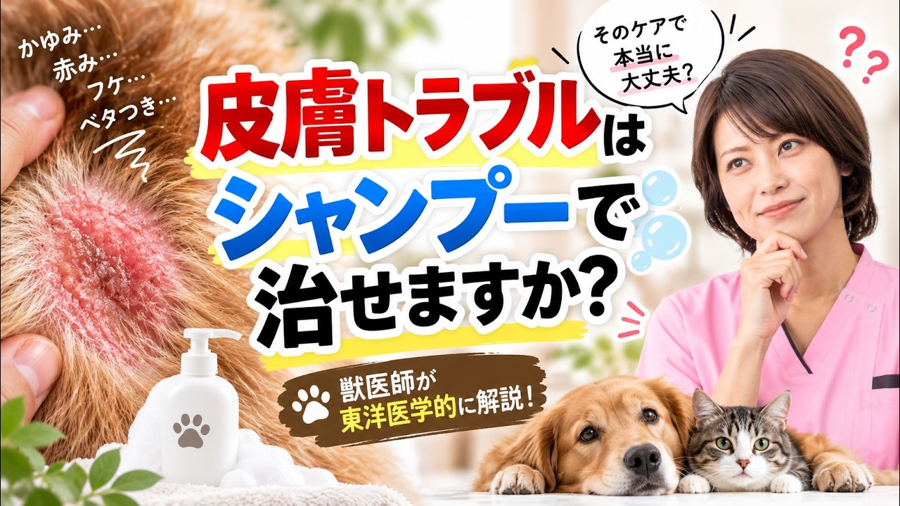 皮膚トラブルはシャンプーで治せますか？｜獣医師が東洋医学的に解説！