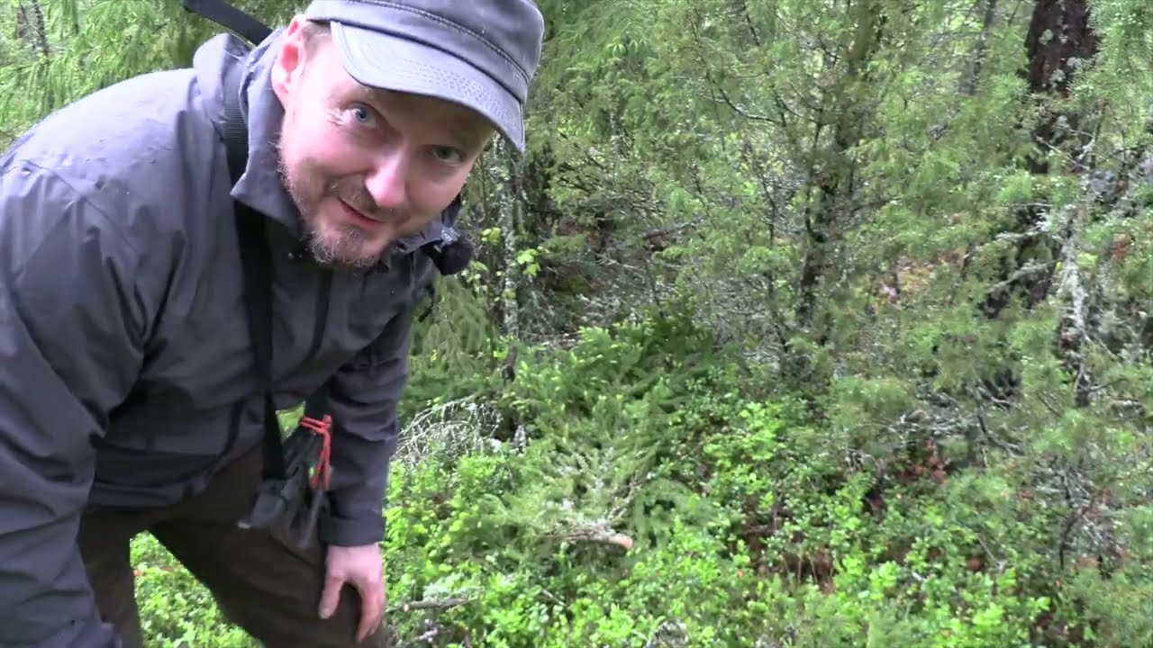 Kurja yö kuusen suojassa