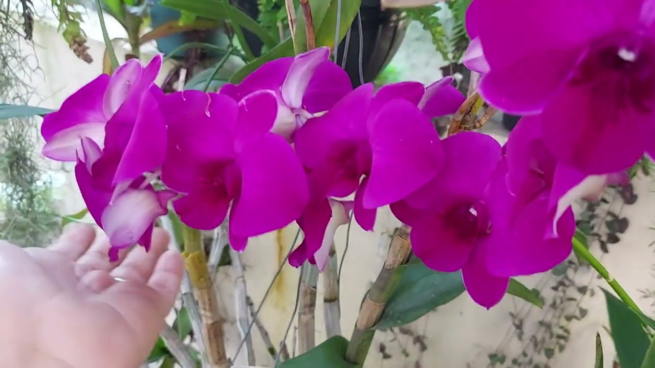 ORQUÍDEA DENDROBIUM DENPHAL  DÚVIDAS DOS INICIANTES