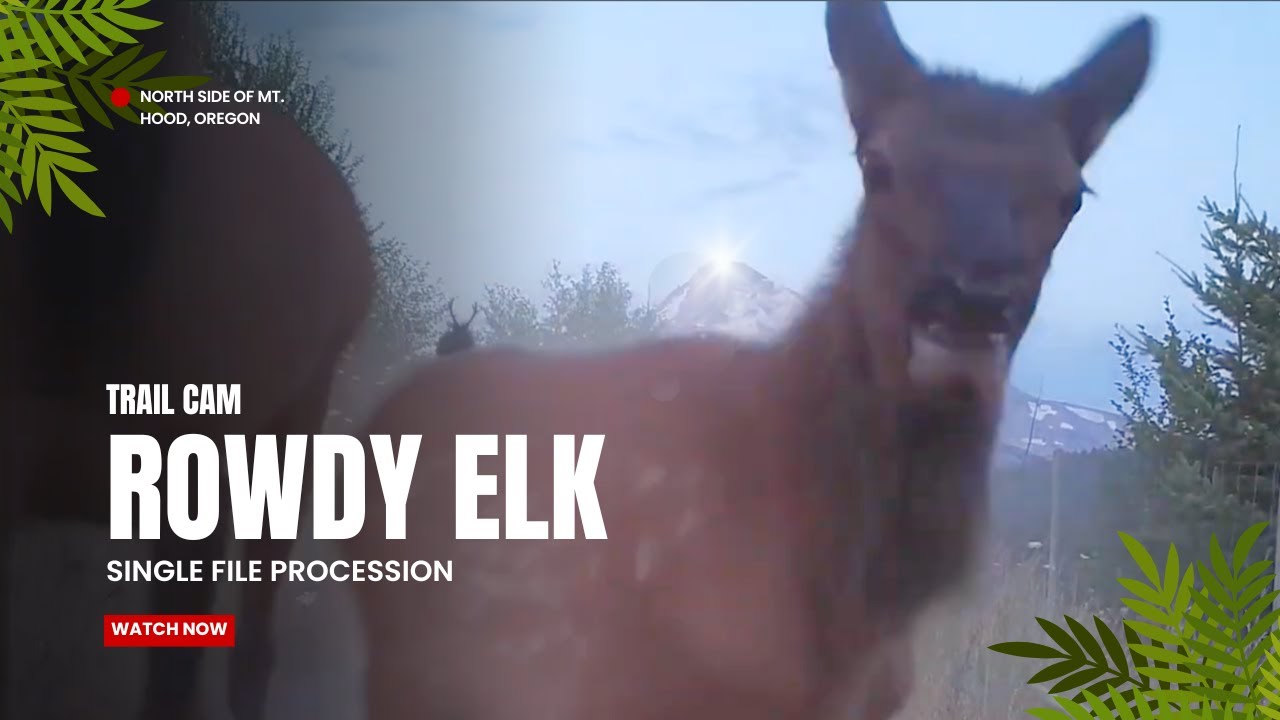 Rowdy elk on the North side of Mt Hood. 