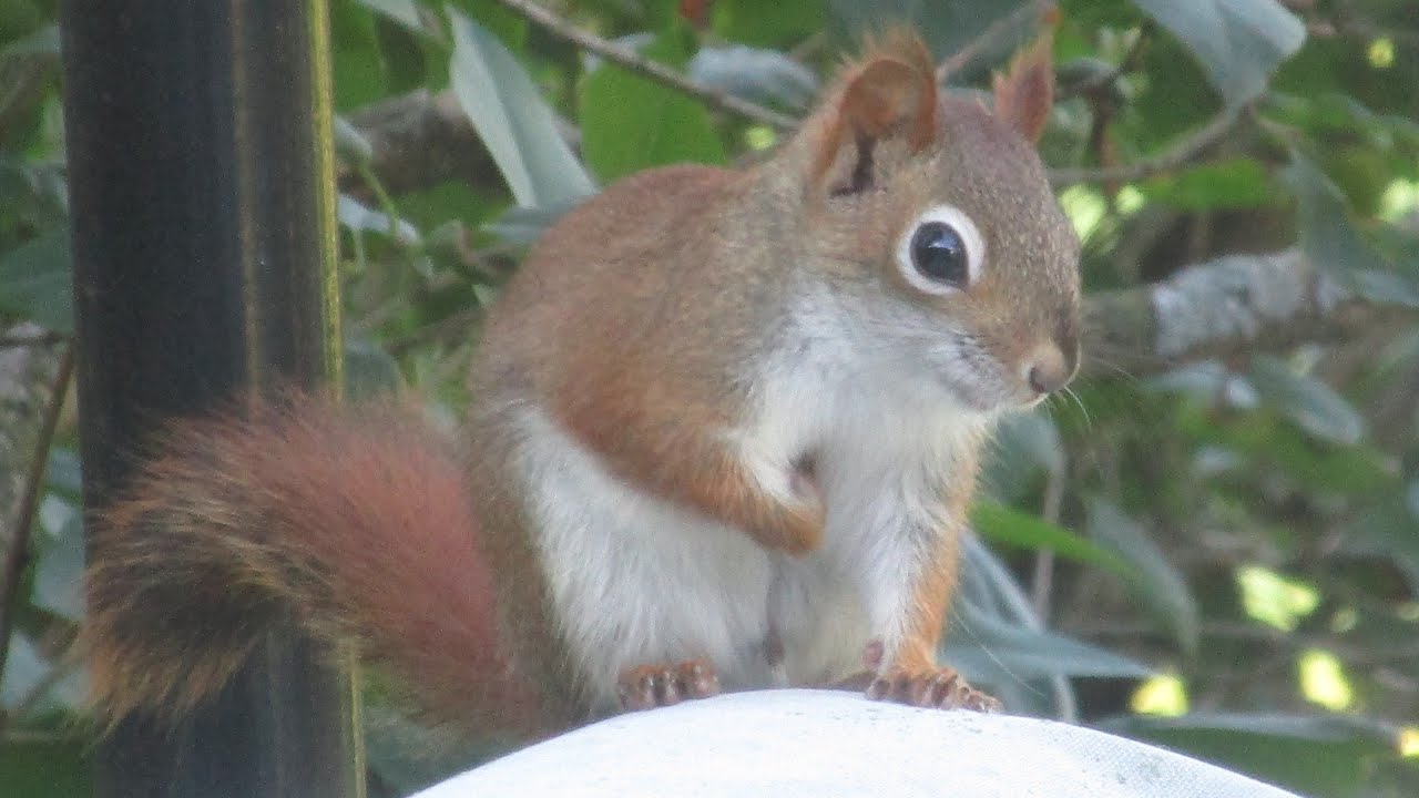 #Shorts Crazy Red Squirrel on mom's back deck