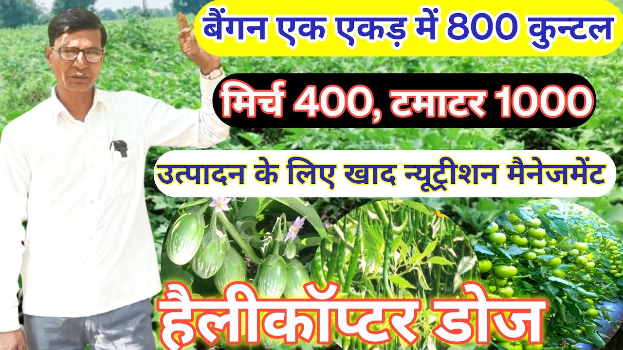 बैगन मिर्च टमाटर में हैवी उत्पादन के लिए खाद न्यूट्रीशन मैनेजमेंट Helicopter Dose Brinjal Chilli...